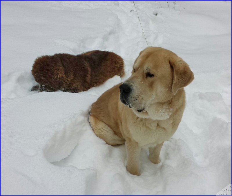 Фото: ньюфаундленд Brownblood MSK Hakim Gold Haydar (Браунблад МСК Хаким Голд Хайдар), Lena Zyirina (Лена Зырина), ФРАНКО