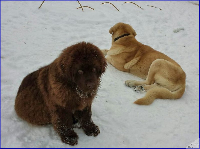 Фото: ньюфаундленд Brownblood MSK Hakim Gold Haydar (Браунблад МСК Хаким Голд Хайдар), Lena Zyirina (Лена Зырина), ФРАНКО
