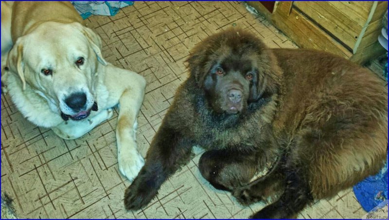 Фото: ньюфаундленд Brownblood MSK Hakim Gold Haydar (Браунблад МСК Хаким Голд Хайдар), Lena Zyirina (Лена Зырина), ФРАНКО