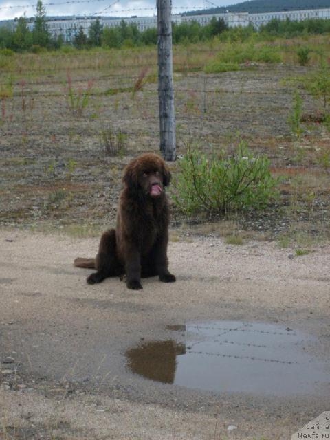 Фото: ньюфаундленд Zenon Zacharovannyiy Princ (Зенон Зачарованный Принц)