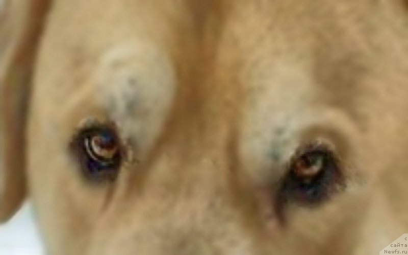 Фото: Lena Zyirina (Лена Зырина), ФРАНКО