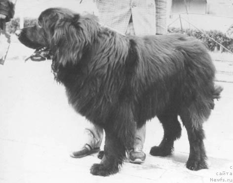 Фото: ньюфаундленд YElvis Aylor (Элвис Айлор)