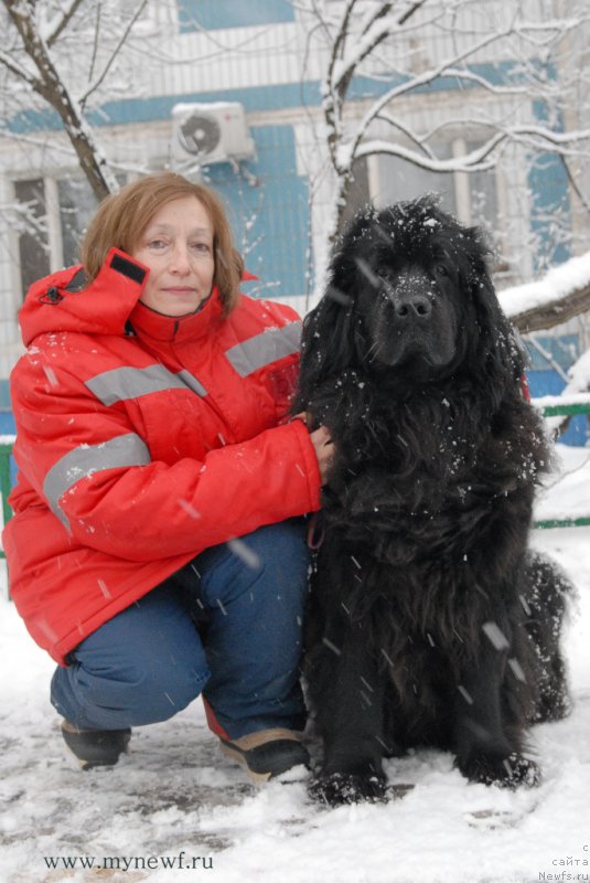 Фото: ньюфаундленд Sent Djons Dora (Сент Джонс Дора), Абросимова Ольга