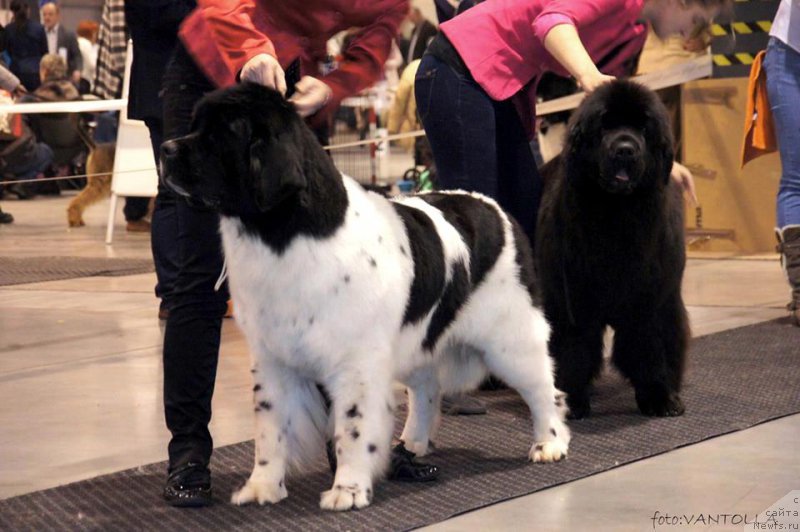 Фото: ньюфаундленд Chernaya Mafia Zebra Time (Черная Мафия Зебра Тиме)