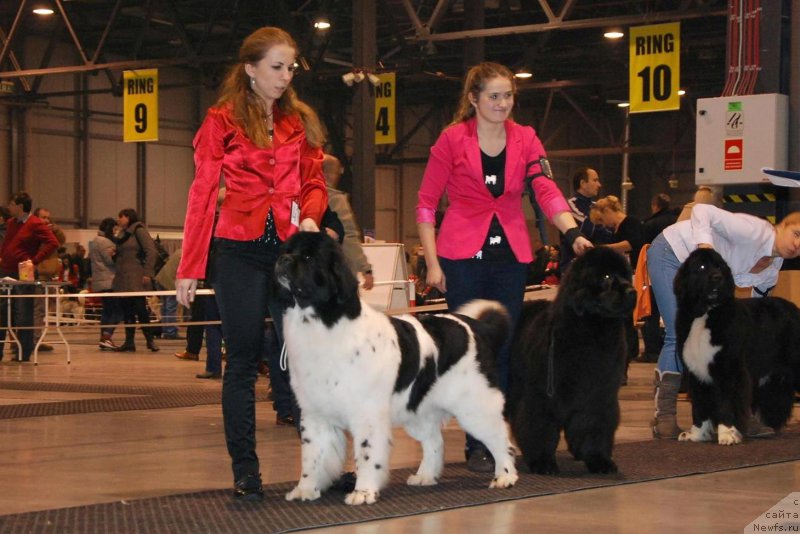 Фото: ньюфаундленд Chernaya Mafia Zebra Time (Черная Мафия Зебра Тиме)