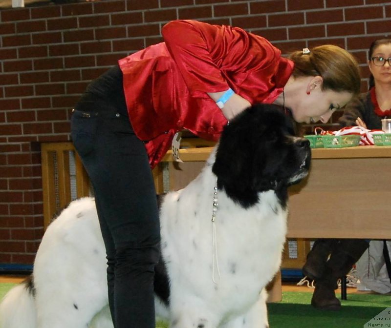 Фото: ньюфаундленд Chernaya Mafia Zebra Time (Черная Мафия Зебра Тиме)