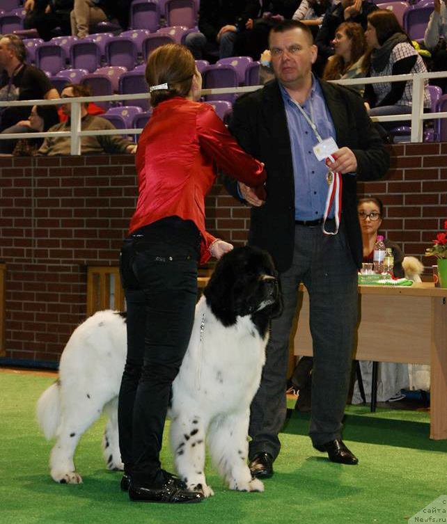 Фото: ньюфаундленд Chernaya Mafia Zebra Time (Черная Мафия Зебра Тиме)