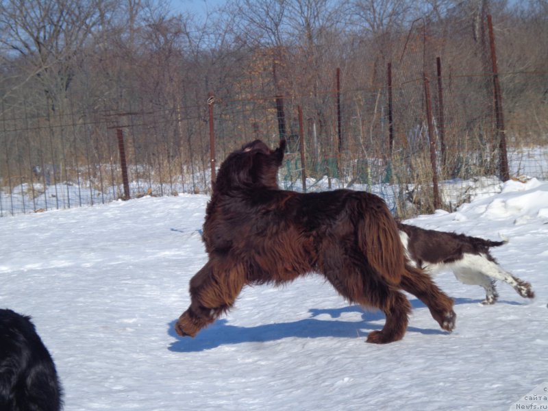 Фото: ньюфаундленд N'yufort YU'Severino (Ньюфорт Ю'Северино)