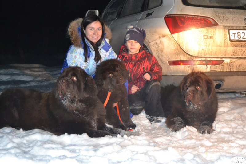 Фото: ньюфаундленд Charmer Denkam Bronze (Чармер Денкам Бронз), ньюфаундленд Nikol Gold Star (Николь Голд Стар), ньюфаундленд Charli The Best Helfi Pel (Чарли Де Бест Хелфи Пэл)