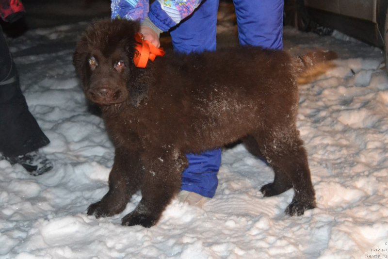 Фото: ньюфаундленд Nikol Gold Star (Николь Голд Стар)