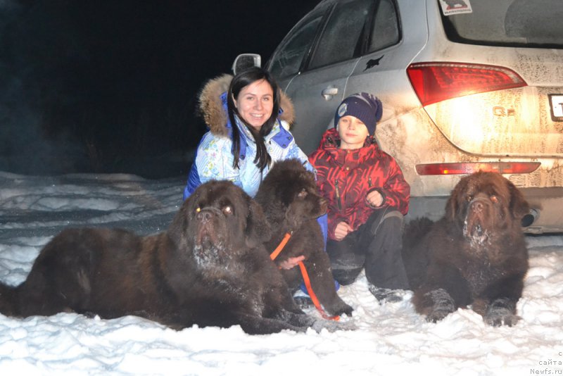 Фото: ньюфаундленд Charmer Denkam Bronze (Чармер Денкам Бронз), ньюфаундленд Nikol Gold Star (Николь Голд Стар), ньюфаундленд Charli The Best Helfi Pel (Чарли Де Бест Хелфи Пэл)