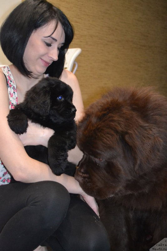 Фото: ньюфаундленд Pandora Blek Rouz (Пандора Блек Роуз), ньюфаундленд Charmer Denkam Bronze (Чармер Денкам Бронз)