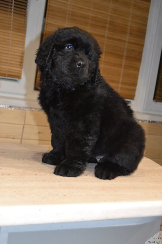 Фото: ньюфаундленд Pandora Blek Rouz (Пандора Блек Роуз)