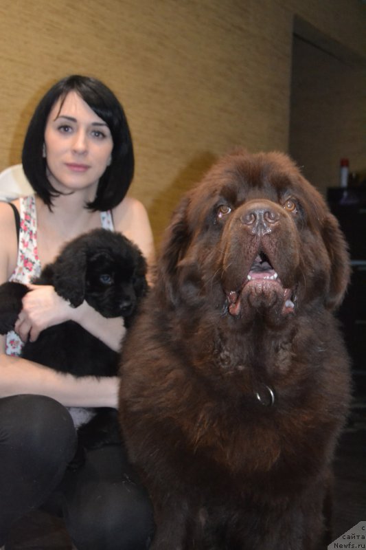 Фото: ньюфаундленд Pandora Blek Rouz (Пандора Блек Роуз), ньюфаундленд Charmer Denkam Bronze (Чармер Денкам Бронз)