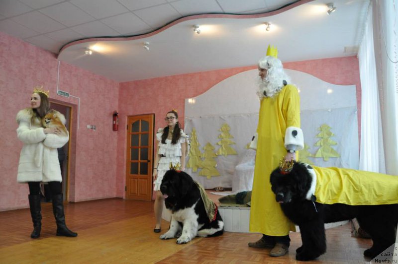 Фото: ньюфаундленд Kapitan N'yufort (Капитан Ньюфорт), ньюфаундленд Super Bizon Zlatogor (Супер Бизон Златогор), Irina Verovenko (Ирина Веровенко)