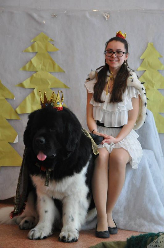 Фото: ньюфаундленд Super Bizon Zlatogor (Супер Бизон Златогор), Irina Verovenko (Ирина Веровенко)