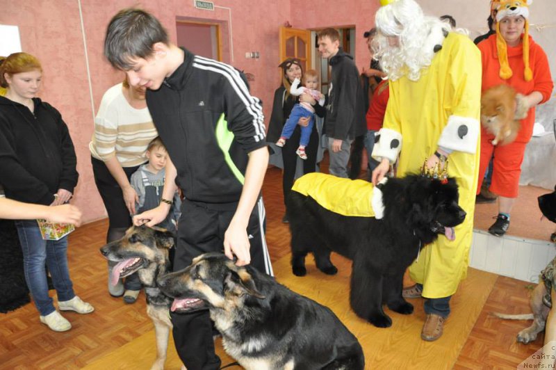 Фото: ньюфаундленд Kapitan N'yufort (Капитан Ньюфорт)