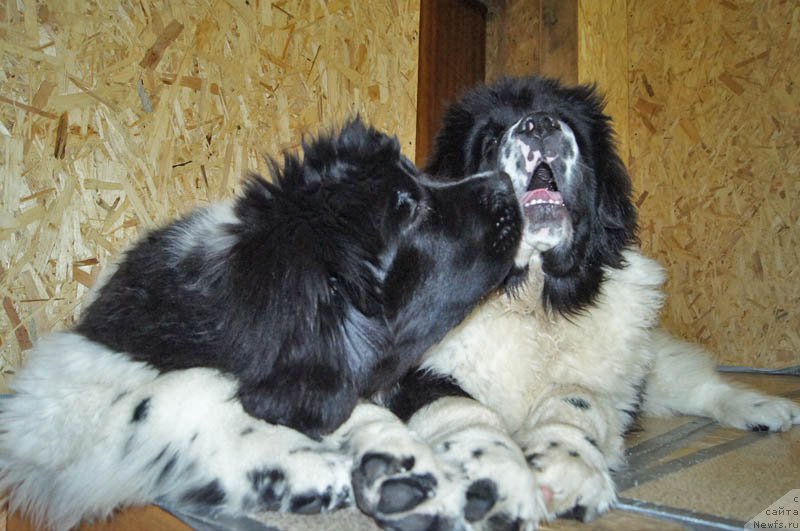 Фотография № 173527