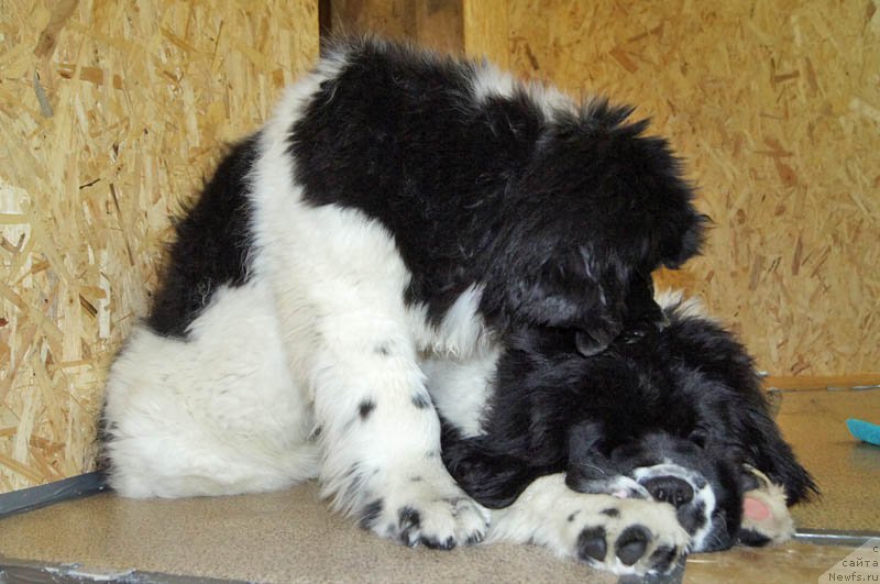 Фотография № 173528