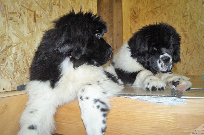 Фотография № 173529