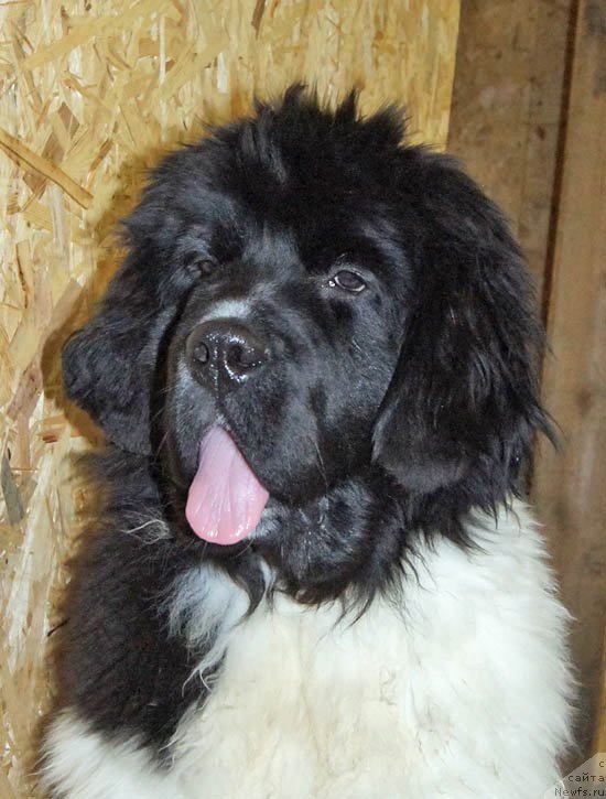 Фотография № 173535