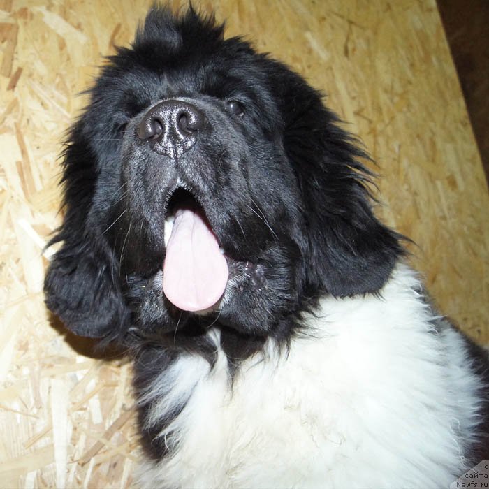 Фото: ньюфаундленд Super Bizon Miroslava (Супер Бизон Мирослава)