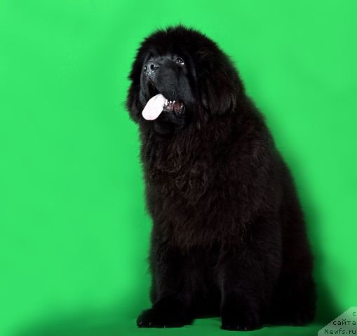 Фото: ньюфаундленд Malinoviy Tsvetok Mayolika (Малиновый Цветок Майолика)