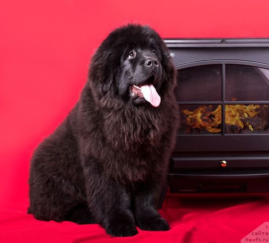 Фото: ньюфаундленд Malinoviy Tsvetok Mayolika (Малиновый Цветок Майолика)