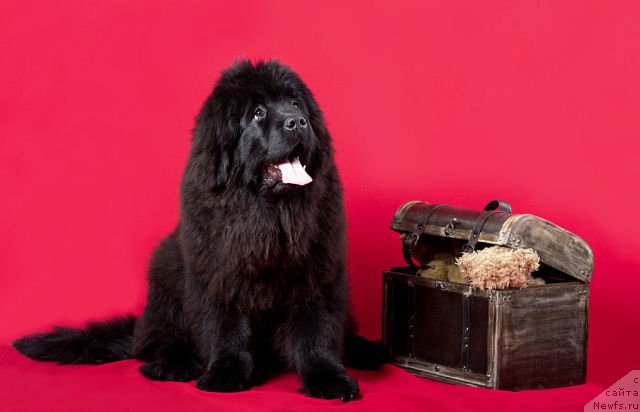 Фото: ньюфаундленд Malinoviy Tsvetok Mayolika (Малиновый Цветок Майолика)