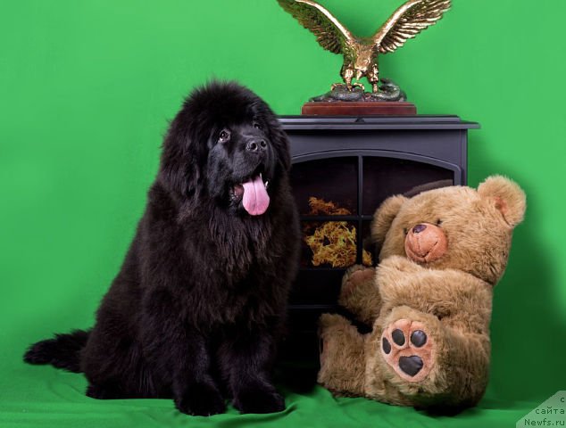 Фото: ньюфаундленд Malinoviy Tsvetok Mayolika (Малиновый Цветок Майолика)