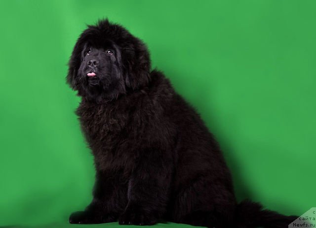 Фото: ньюфаундленд Malinoviy Tsvetok Mayolika (Малиновый Цветок Майолика)