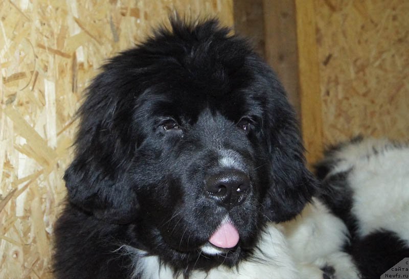 Фото: ньюфаундленд Super Bizon Miroslava (Супер Бизон Мирослава)