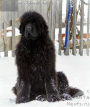 Фото: ньюфаундленд YEl'brus iz Antagrada (Эльбрус из Антаграда), ньюфаундленд YEl'brus iz Antagrada (Эльбрус из Антаграда)