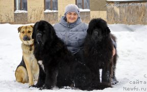Фото: ньюфаундленд YEl'brus iz Antagrada (Эльбрус из Антаграда), ньюфаундленд Rusalochka iz Plemeni Kedra (Русалочка из Племени Кедра), ньюфаундленд YEl'brus iz Antagrada (Эльбрус из Антаграда), Elizaveta Pavlova (Елизавета Павлова)