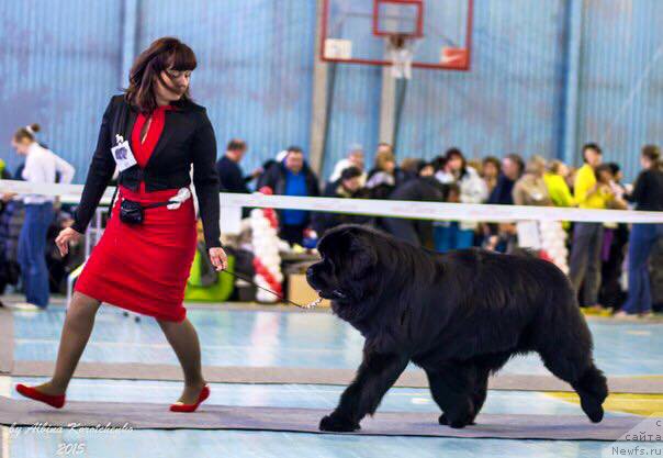 Фото: ньюфаундленд Njufort Shawn Wallmar Triumph (Ньюфорт Шон Волмари Триумф)