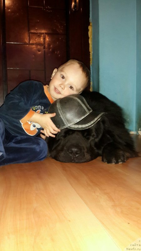 Фото: ньюфаундленд Spart Great Bavariya Bell (Спарт Грейт Бавария Бель)