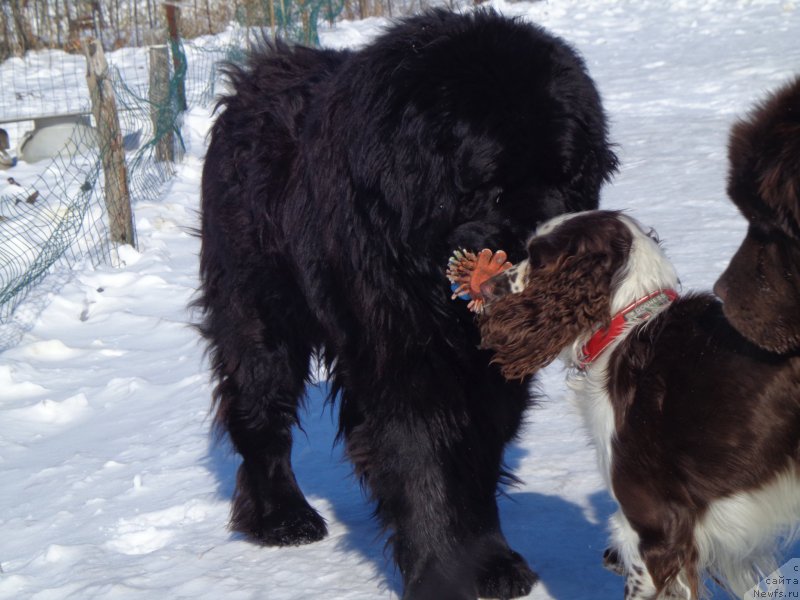 Фото: ньюфаундленд Viski Red Label Veps (Виски Ред Лейбл Вепс), и Свитти))