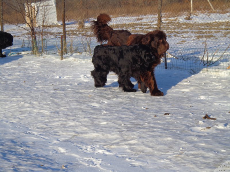 Фото: ньюфаундленд Super Premium Nemessis (Супер Премиум Немессис), ньюфаундленд N'yufort YU'Severino (Ньюфорт Ю'Северино)