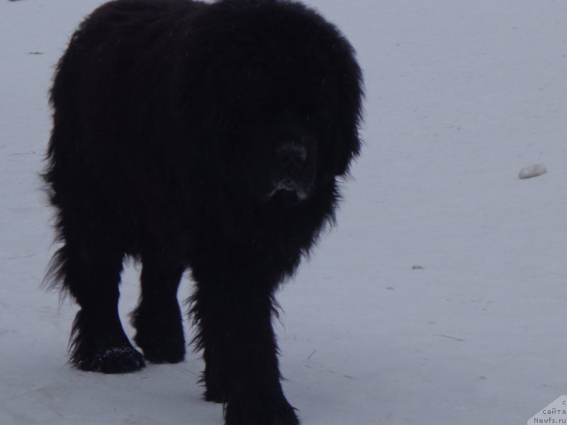 Фото: ньюфаундленд Viski Red Label Veps (Виски Ред Лейбл Вепс)