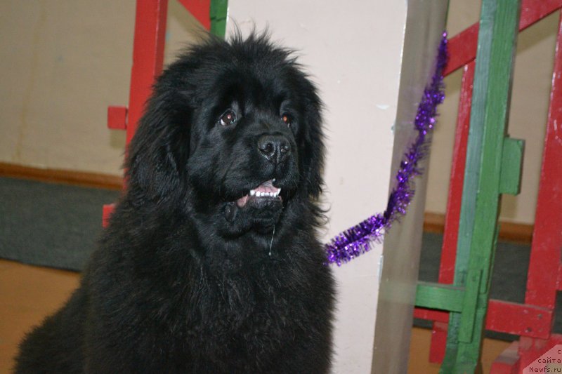 Фото: ньюфаундленд Mnogolikaya Boginya Manifik (Многоликая Богиня Манифик)