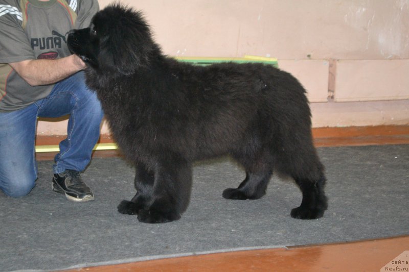 Фотография № 173596