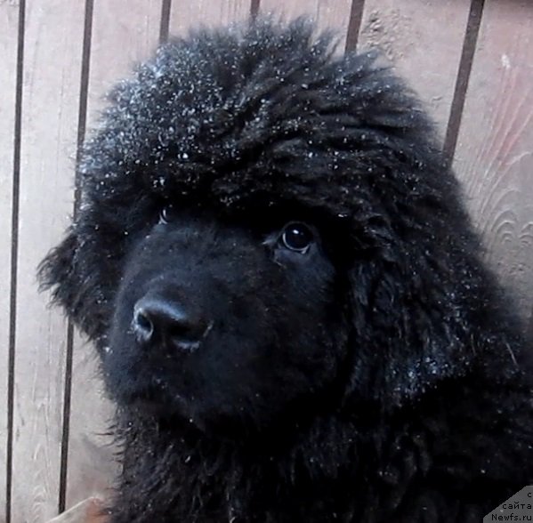 Фото: ньюфаундленд Smigar Every Beat of My Heart (Смигар Эври Бит ов Май Хат)