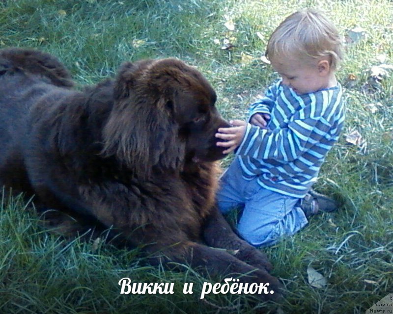 Фото: ньюфаундленд N'yu Speys Viva Viktoriya (Нью Спейс Вива Виктория)