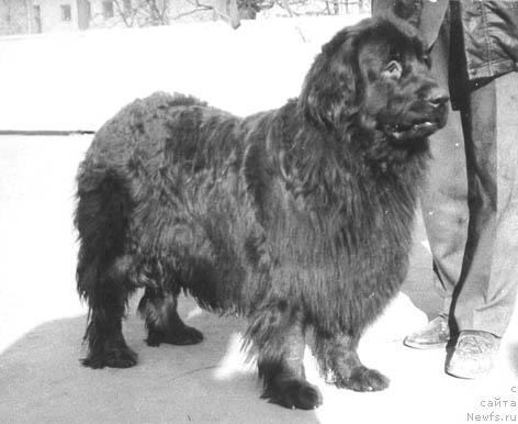 Фото: ньюфаундленд Sel'ma Bey (Сельма Бей)