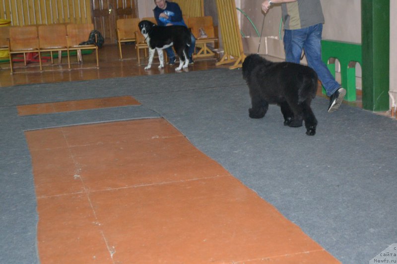 Фото: ньюфаундленд Mnogolikaya Boginya Manifik (Многоликая Богиня Манифик)