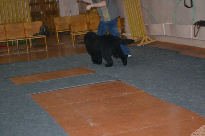 Фото: ньюфаундленд Mnogolikaya Boginya Manifik (Многоликая Богиня Манифик)