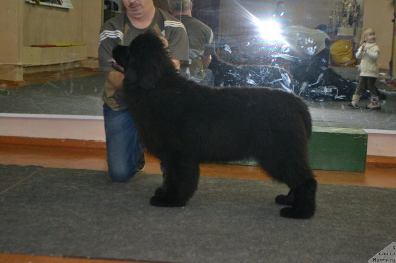 Фото: ньюфаундленд Mnogolikaya Boginya Manifik (Многоликая Богиня Манифик)