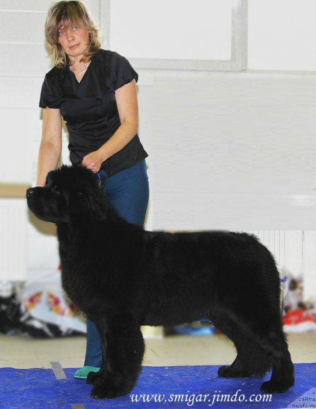 Фото: ньюфаундленд Smigar Time Line (Смигар Тайм Лайн)