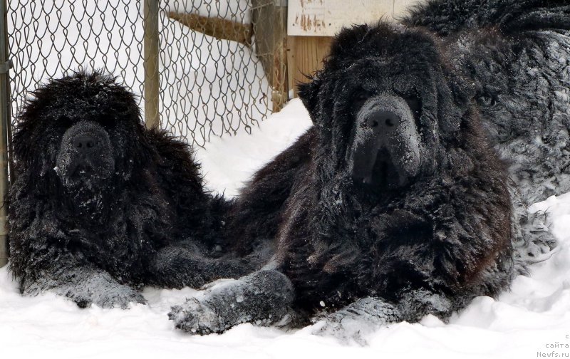Фото: ньюфаундленд Sent Djons Kasper for Kloofbear (Сент Джонс Каспер фор Клуфбеар)