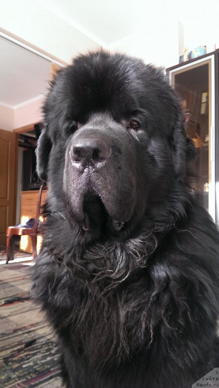 Фото: ньюфаундленд Sent Djons Zona of Fayer (Сент Джонс Зона оф Файер)